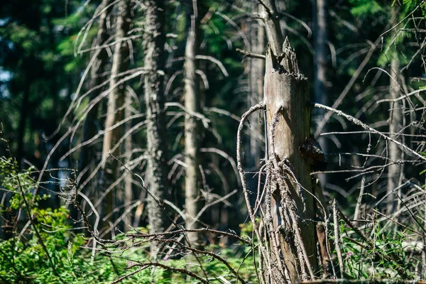 晴天の森の一部は枯れた木 クローズ アップ Backgtound 木の切り株 枝で死んだ植物 台風や自然災害後に壊れて木 古代の古い森林 — ストック写真