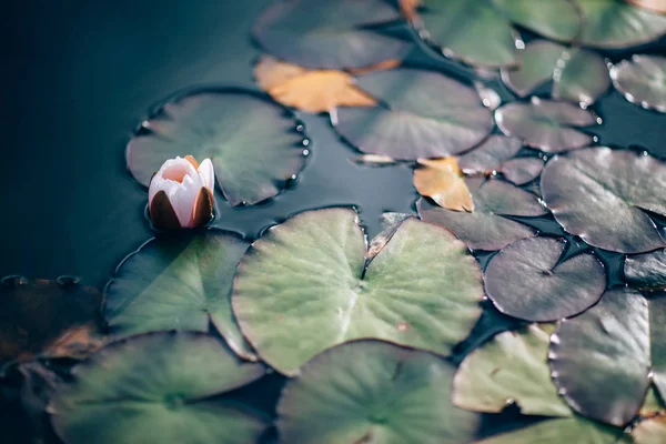 Pintoresca Foto Una Parte Del Estanque Con Flor Foco Agua —  Fotos de Stock