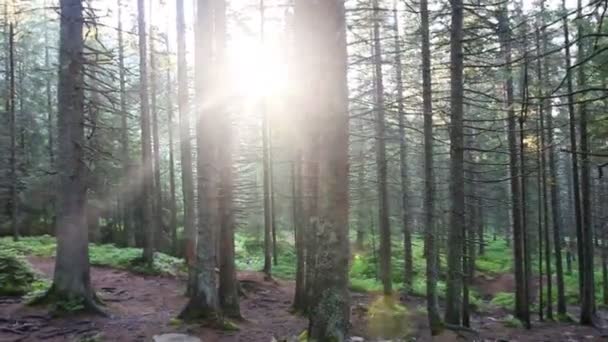 Красивый Сосновый Лес Косматыми Камнями — стоковое видео