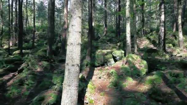 Schöner Kiefernwald Mit Bemoosten Felsen — Stockvideo