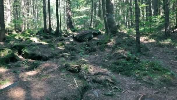 Beautiful Pine Forest Mossy Rocks — Stock Video