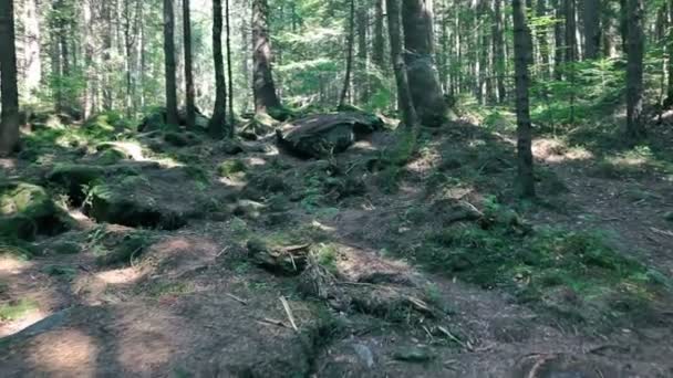 Bela Floresta Pinheiros Com Pedras Musgosas — Vídeo de Stock