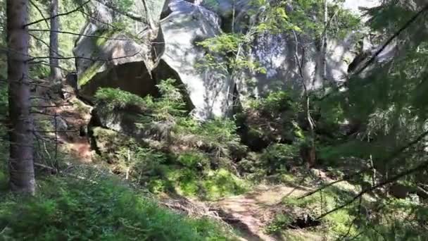 夏季森林中的巨石 — 图库视频影像