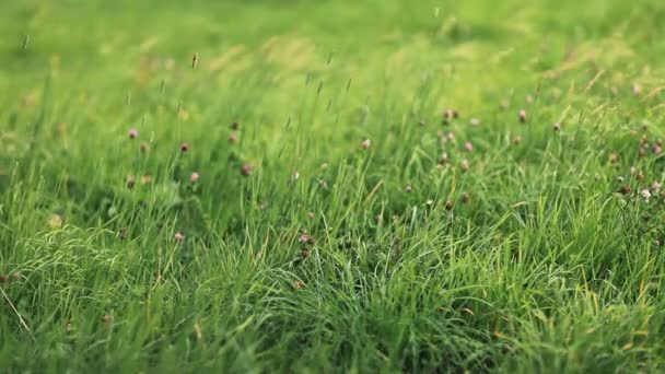 Nära Håll Syn Grönt Gräs Med Blommor Blåsig Dag — Stockvideo