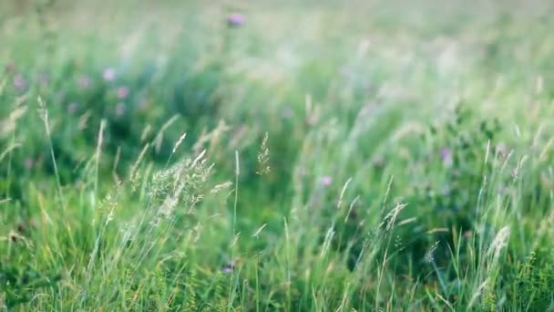Nära Håll Syn Grönt Gräs Med Blommor Blåsig Dag — Stockvideo