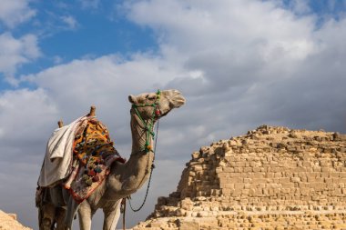 Giza Pyramids arka planda Mısır deveye. Seyahat kavramı