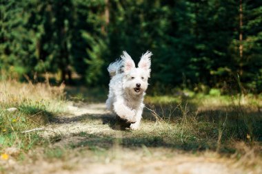 Komik şirin köpek ormanda koşuyor.