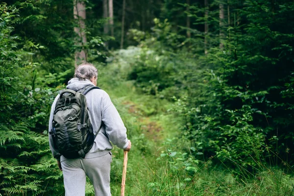 Spaceruję po lesie. Widok z tyłu człowieka idącego przez las — Zdjęcie stockowe