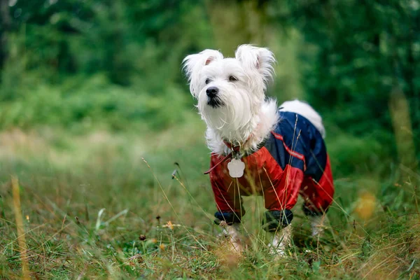 Vit söt hund leker ute i skogen — Stockfoto