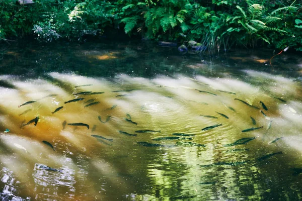 Trouts in forest lake on sunny day — Stock Photo, Image
