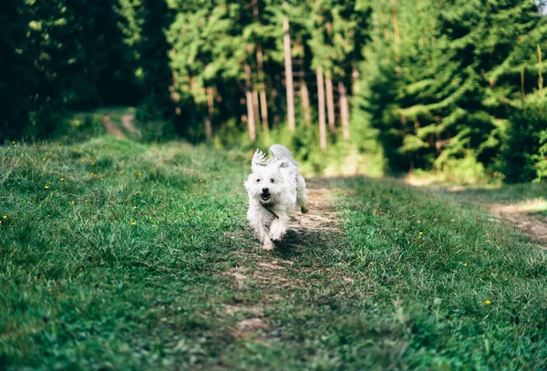 Vicces aranyos kutya játszik és fut ki az erdőben — Stock Fotó