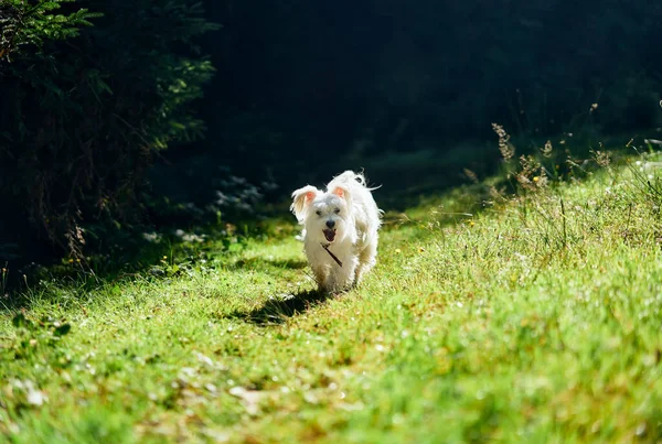 Sjov sød hund leger og løber udenfor i skoven - Stock-foto
