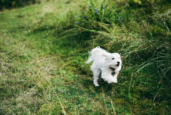Fehér imádnivaló kutya játszik az erdőben a napsütéses napon — Stock Fotó