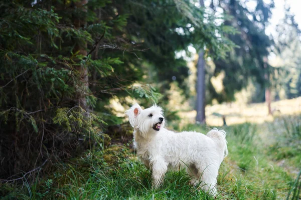 Vicces aranyos kutya játszik kint az erdőben — Stock Fotó