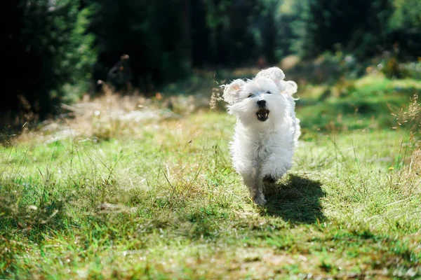 Śmieszne słodkie pies gra i działa na zewnątrz w lesie — Zdjęcie stockowe