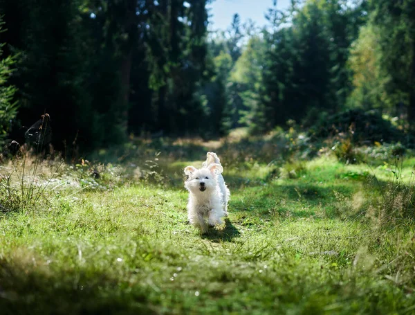 Vicces aranyos kutya játszik és fut ki az erdőben — Stock Fotó