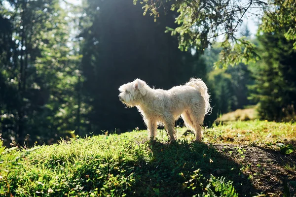 Weißer liebenswerter Hund spielt an sonnigem Tag im Wald — Stockfoto