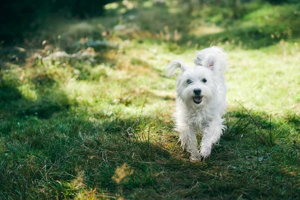 Biały uroczy pies biegający w lesie w słoneczny dzień — Zdjęcie stockowe