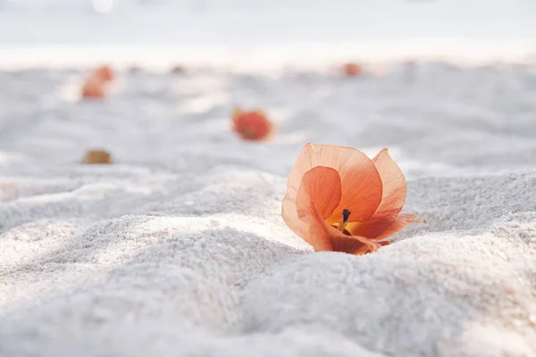 Exotische bloesem roze bloem op tropisch wit zandstrand — Stockfoto