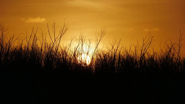 Silhuetas do pôr do sol 2 — Fotografia de Stock