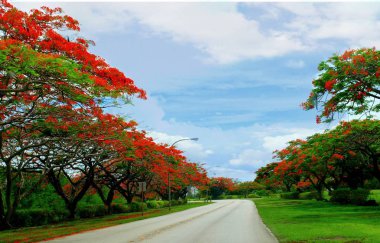 Alev ağacı Road, Saipan