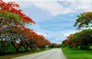 Flame Tree Road, Saipan clipart