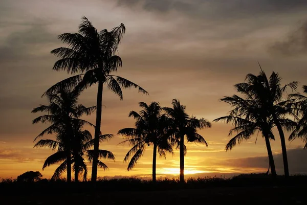 Coqueiros ao pôr do sol — Fotografia de Stock