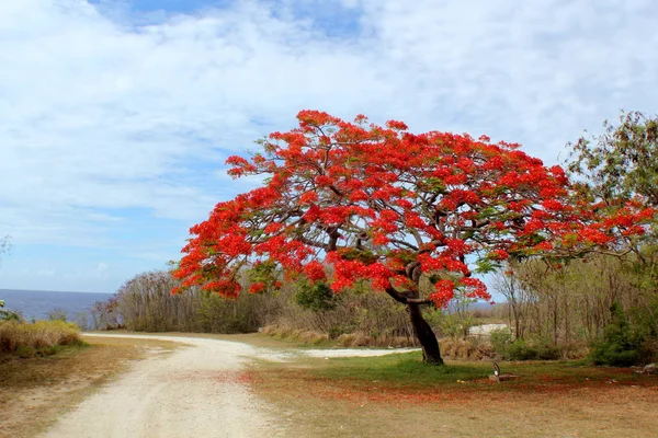 Flame Tree in bloom, Saipan, Ilhas Marianas do Norte — Fotografia de Stock