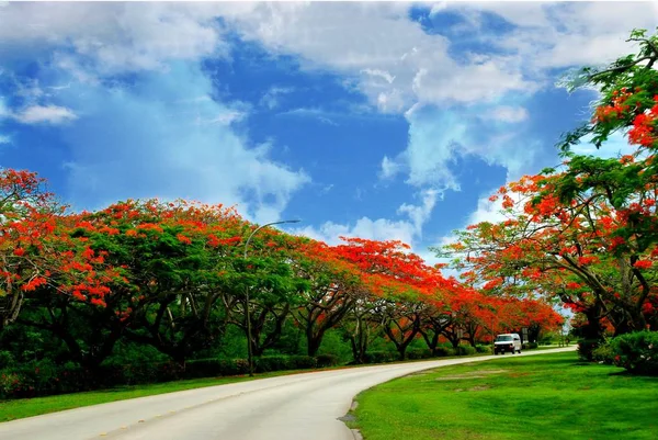 Avenida Flame Tree, Saipan — Fotografia de Stock