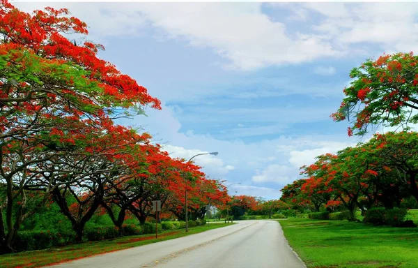 Estrada da árvore de chama, Saipan — Fotografia de Stock