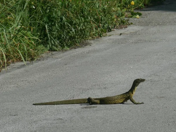 Gecko überquert die Straße — Stockfoto