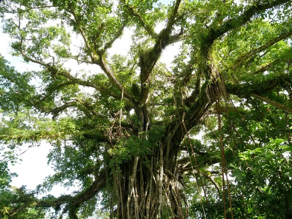 Upper part of Fig tree in Rota jungles, Rota — Stock Photo, Image