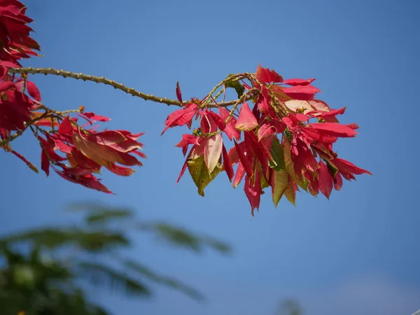 Zweig mit leuchtend roten Blumen — Stockfoto