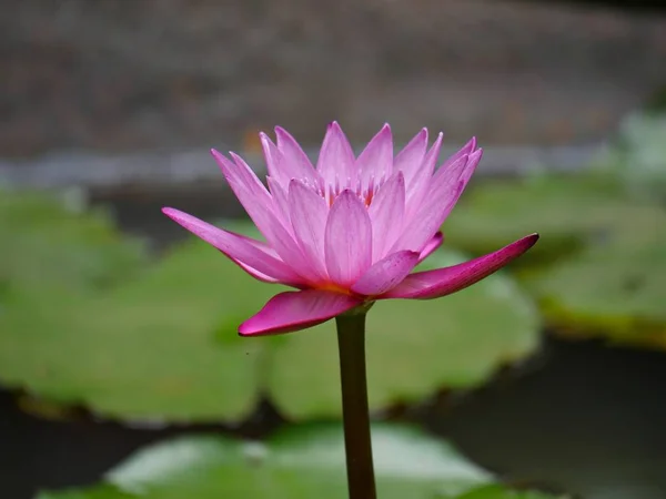 Rosa Seerose im Teich — Stockfoto