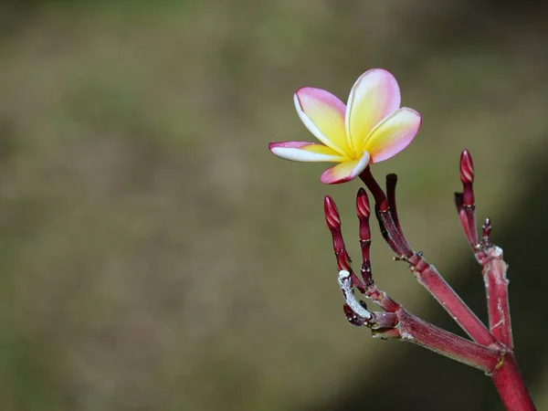 Single yellow and pink plumeria flower — Stock Photo, Image