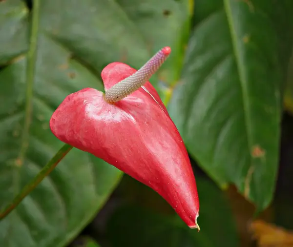 Kırmızı antoryum çiçek — Stok fotoğraf