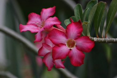 çöl gül çiçekler, ön görünüm