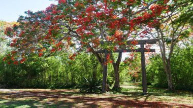 Alev ağacı çiçekli,: Tinian, Northern Mariana Islands