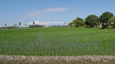 Yeni ekilen pirinç tarlaları Banaybanay, Davao Oriental, Güney Filipinler.