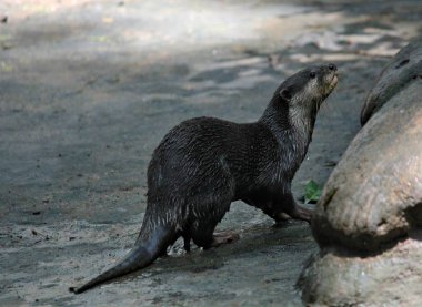 Banay Banay, Davao Oriental, Filipinler - Mart 2016: Pirinç alan işçi pirinç fidan dikim için hazırlamak için çamur içinde zorla okumak.
