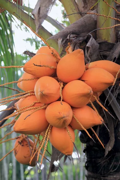 Kokosnüsse hängen am Baum — Stockfoto