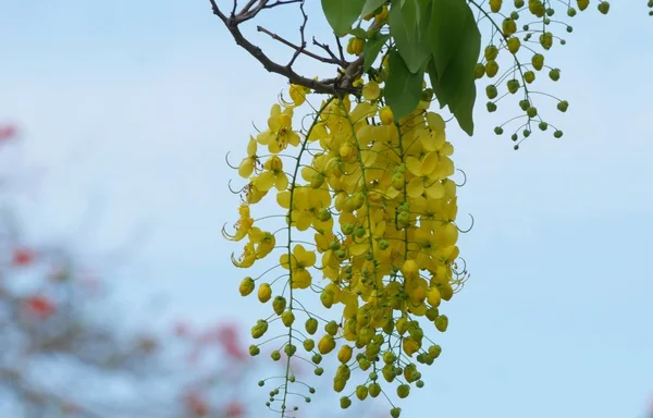 Chuveiro dourado ou flores de fístula de cássia — Fotografia de Stock