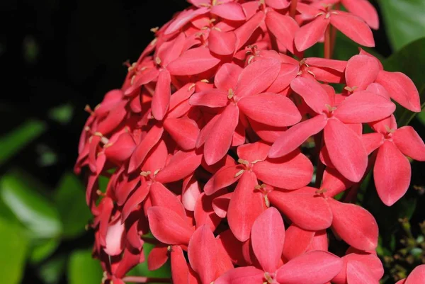 Цветок сантана или кока-кола иксора — стоковое фото