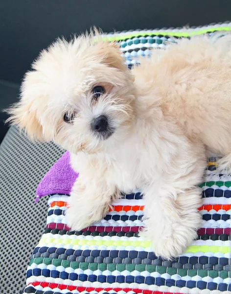 Cute maltese puppy — Stock Photo, Image