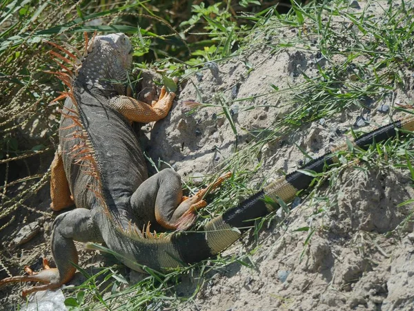 Leguan von st marteen, karibische Inseln — Stockfoto