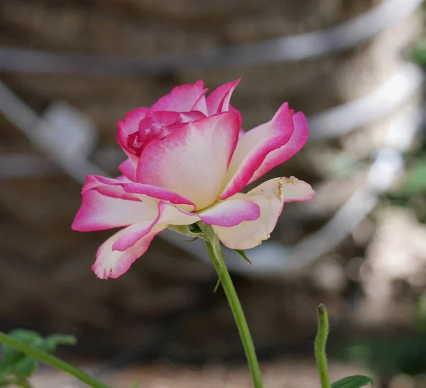White rose with pink tips, side view — Stock Photo, Image