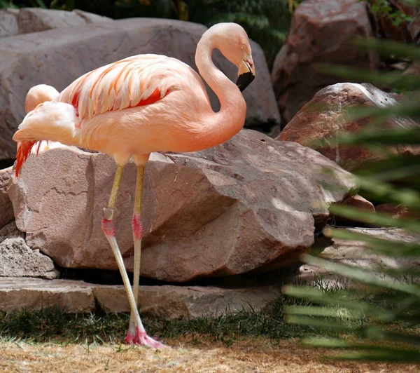 Flamingo Stojící Vedle Velké Kameny — Stock fotografie