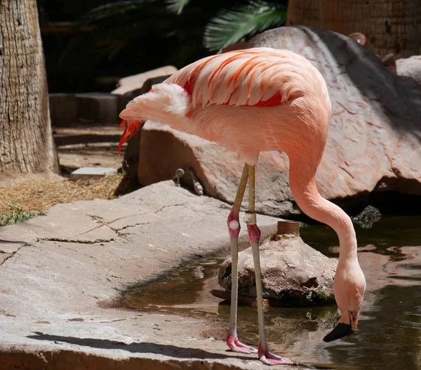 Flamingo-Trinkwasser — Stockfoto