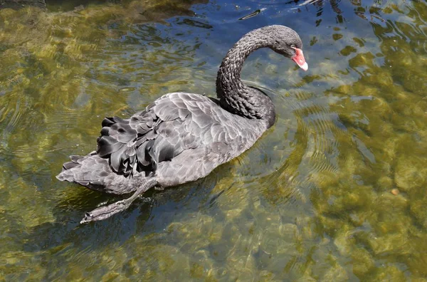 Cisne Negro Natação — Fotografia de Stock