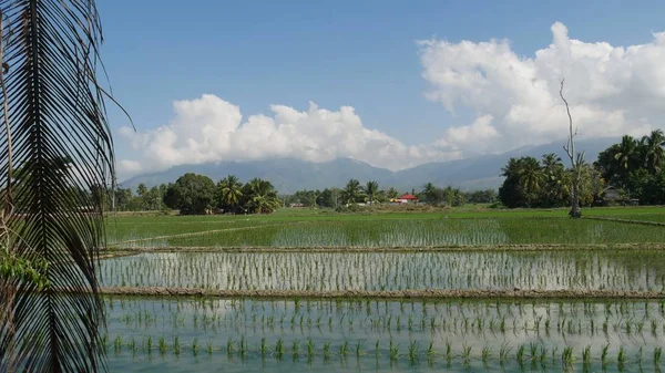 Ricefields, Davao Oriental, Филиппины — стоковое фото